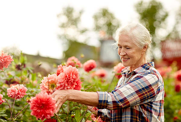 A senior woman pruning flowers outdoors